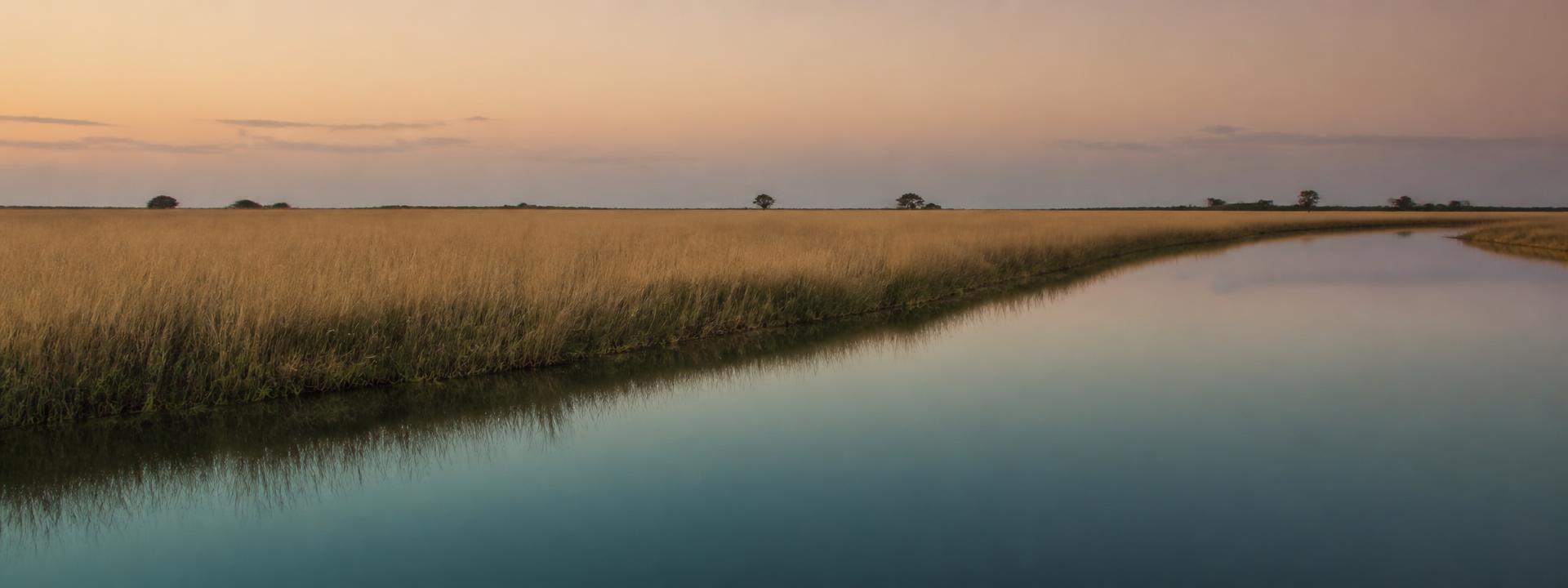 Golden grassland beside still water at dusk in the Okavango Delta